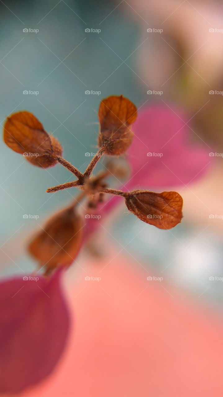 Close-up of a flower stamen