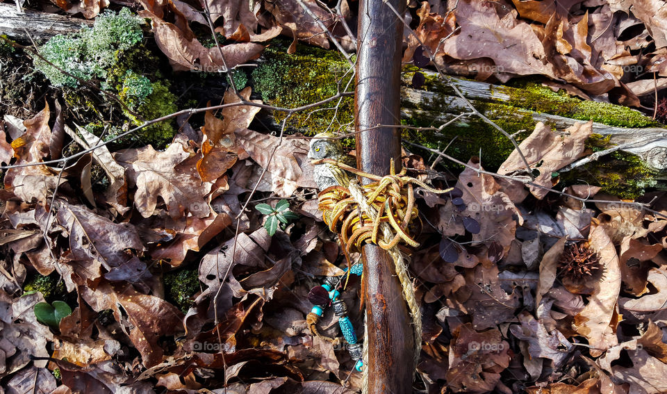 Fall, Nature, Leaf, Wood, Tree