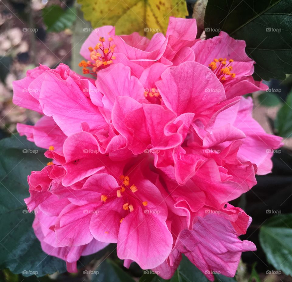 Bright pink ruffles