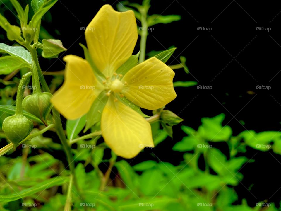 Beautiful yellow flower 