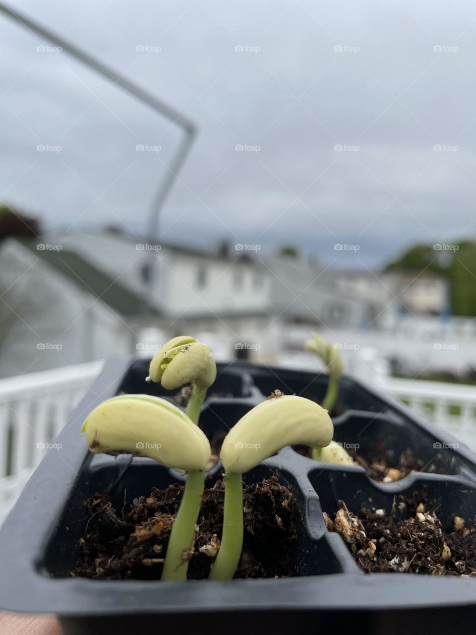 Sprouting new seedlings of beans