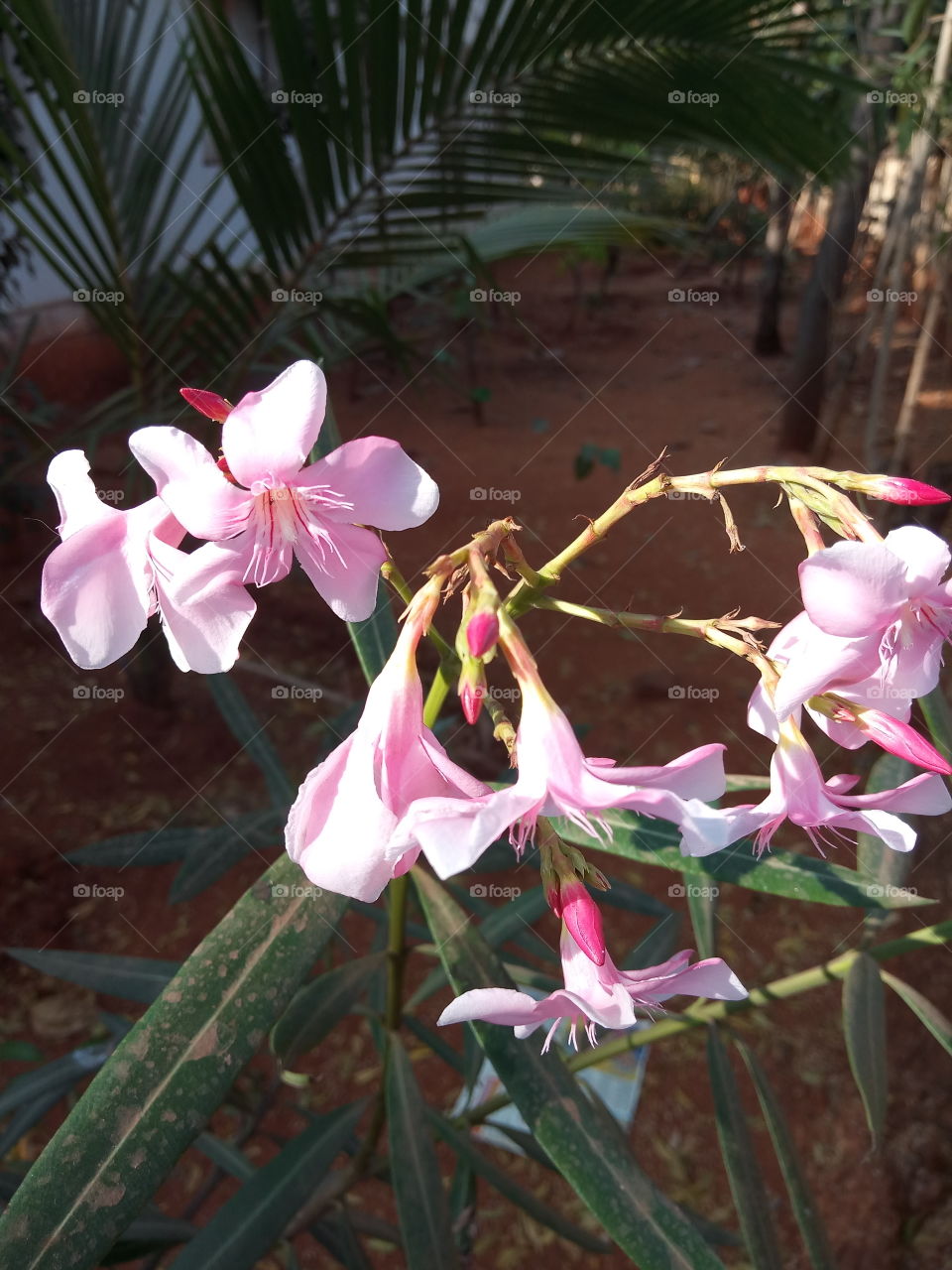 flowers at evening