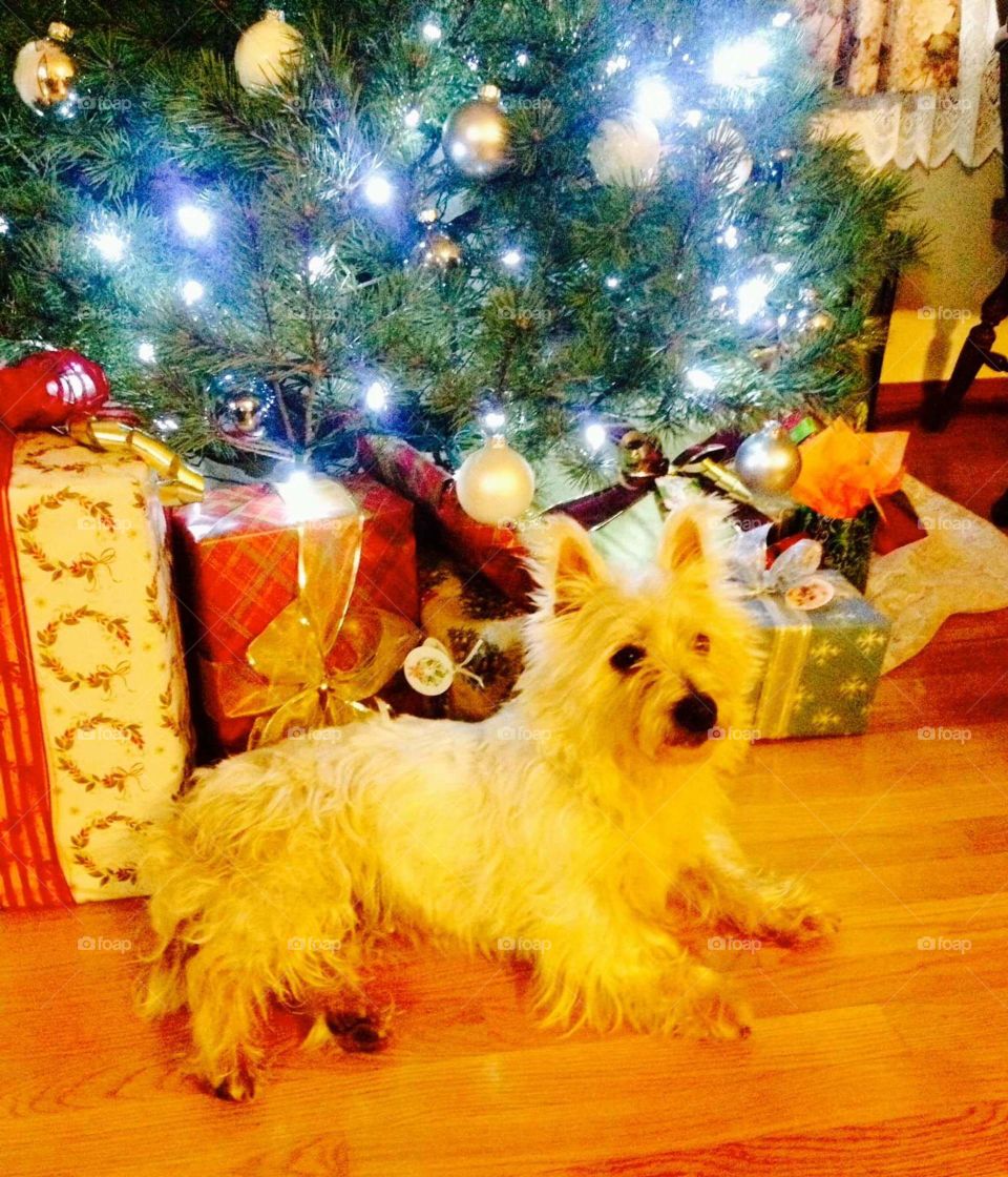 Christmas, Celebration, Dog, Winter, Canine