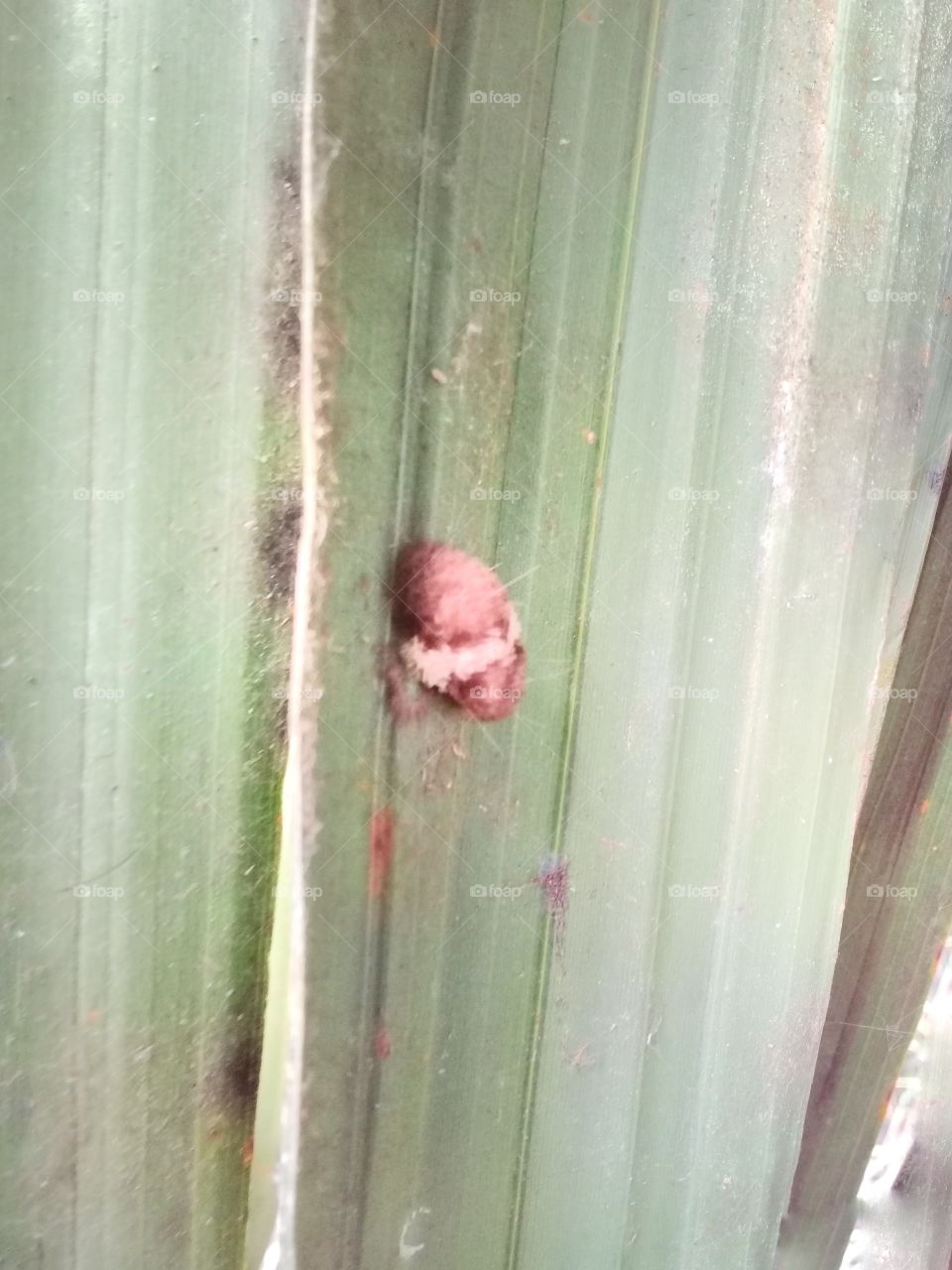 Beauveria bassiana is a natural enemy that attacks many types of insect pests