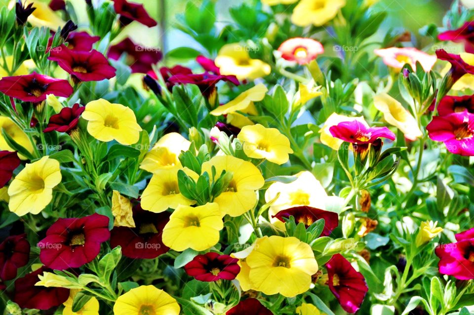 Million Bells Petunias