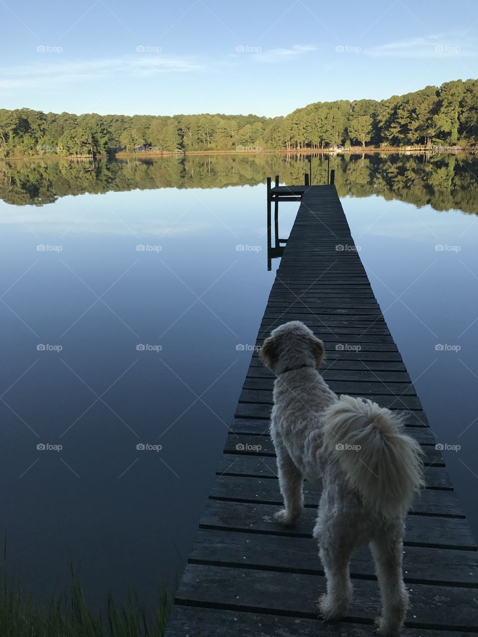 Dog on the dock