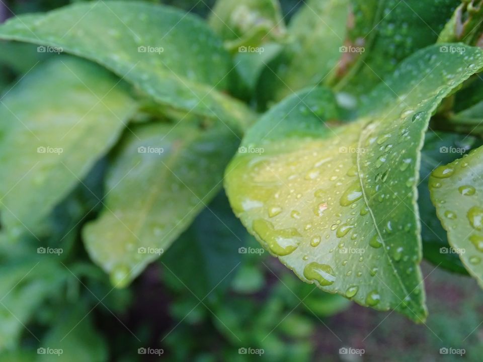 Rain on the Lemon Tree Leaves