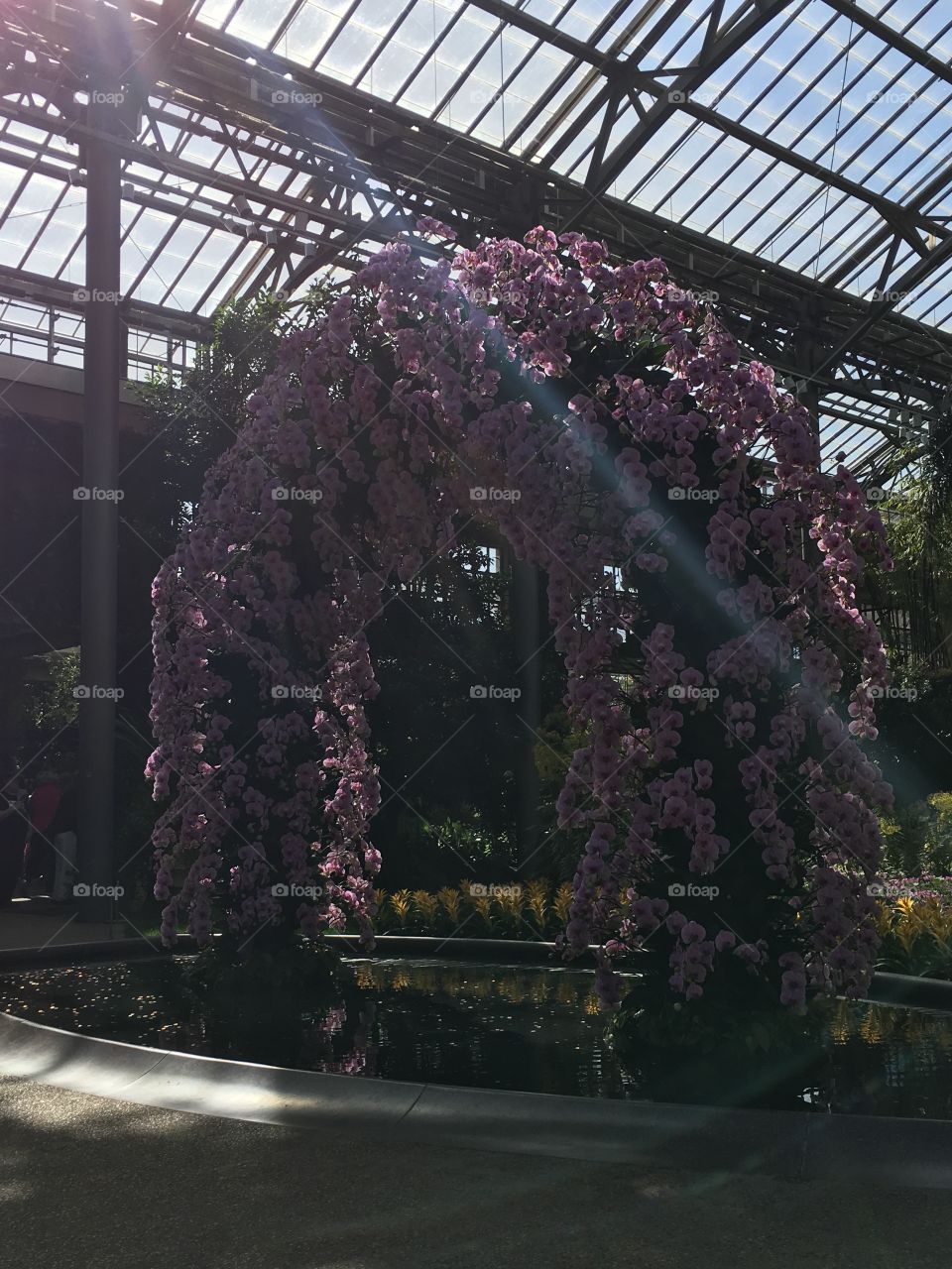 Orchid Arch