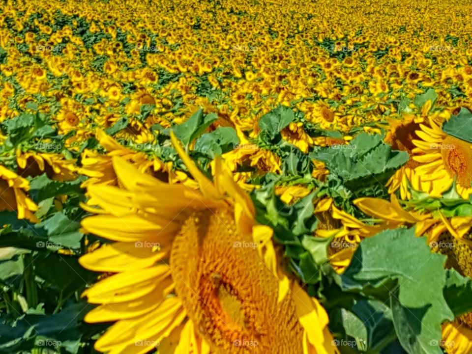 Full frame of sunflowers field