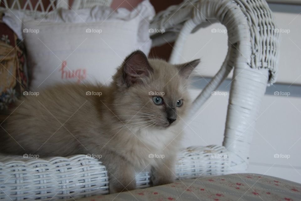 Kitten in wicker chair