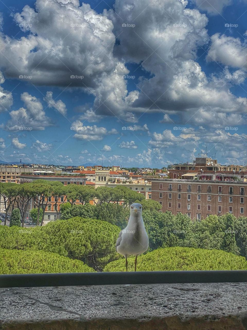 Seagull in Rome