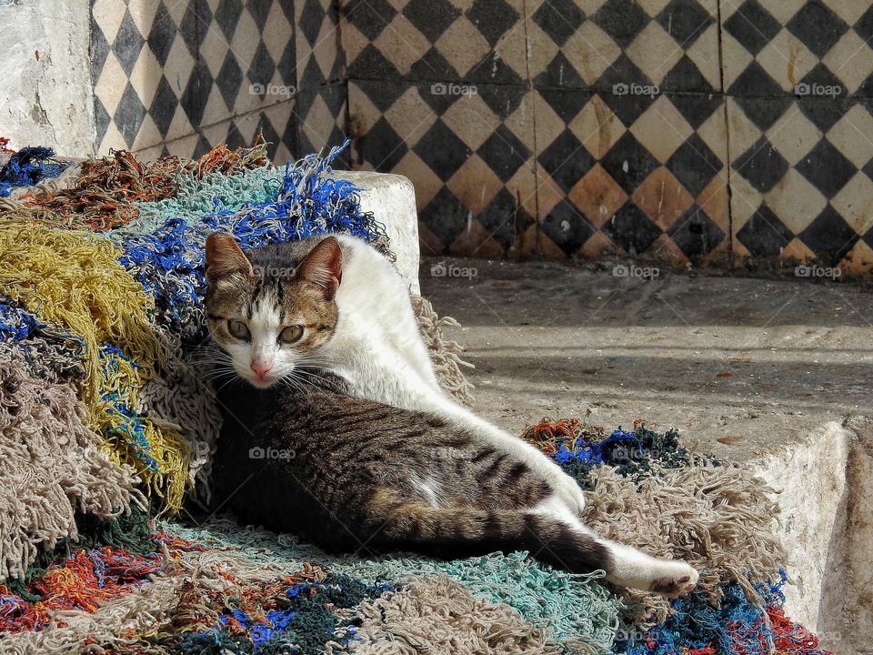 High angle view of domestic cat