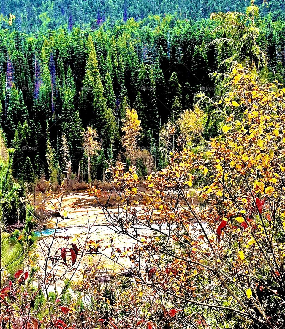 FALL LEAVES IN THE MOUNTAINS