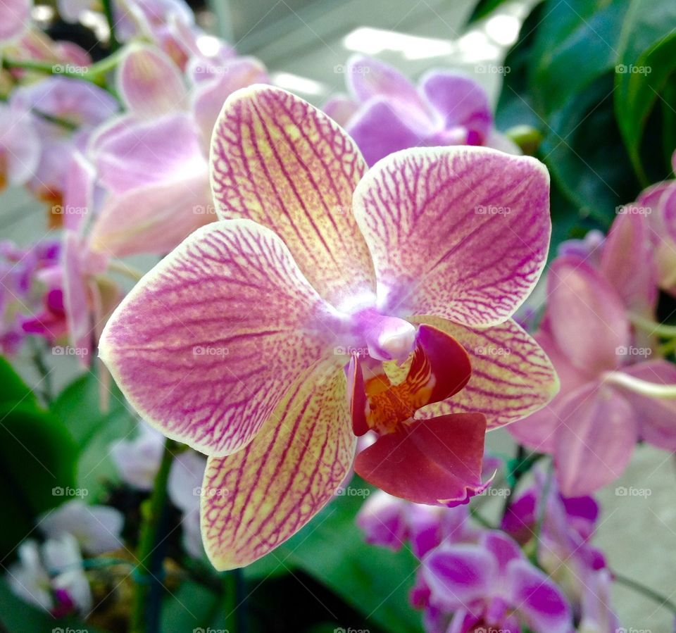 Orchid