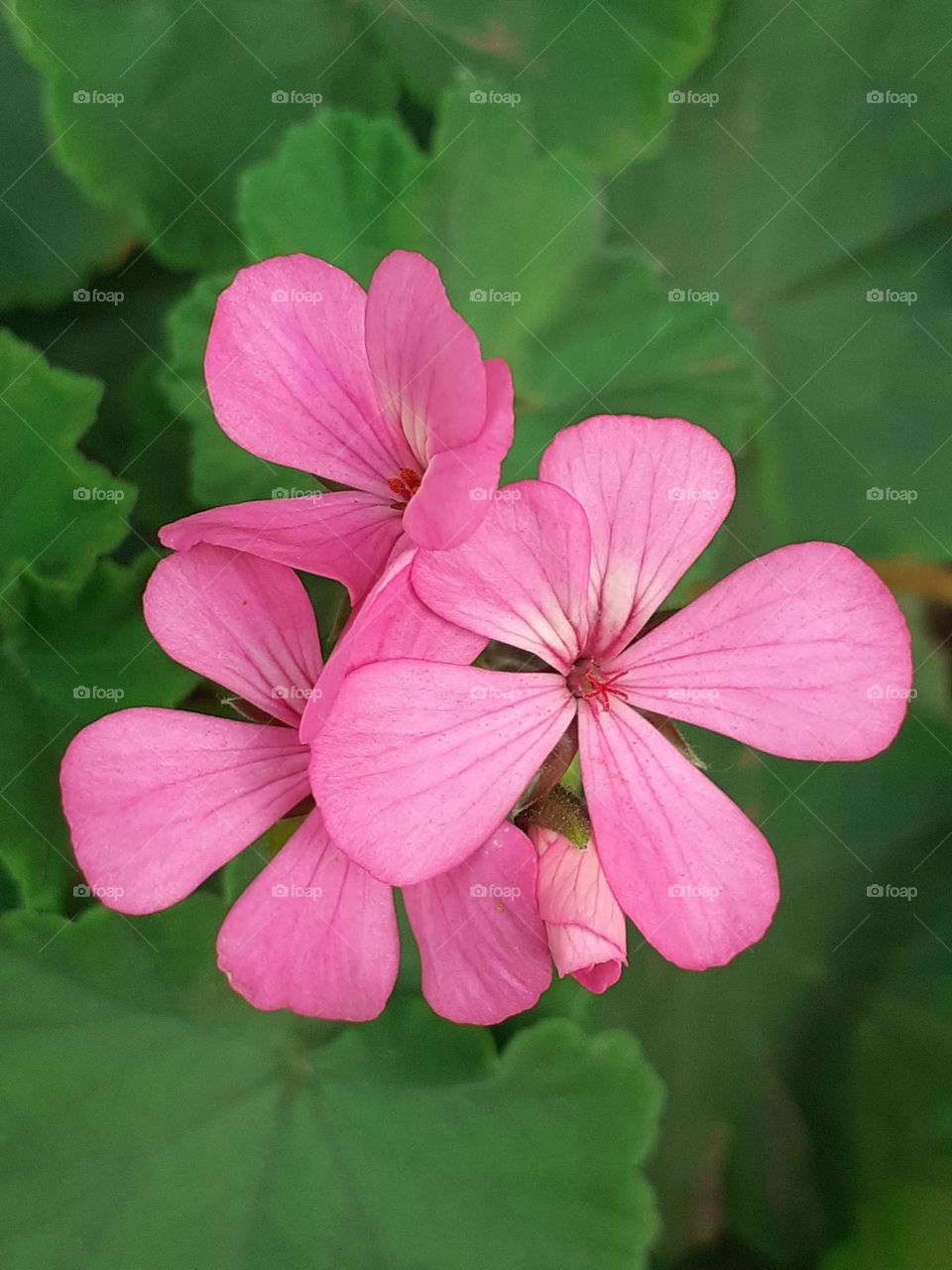 flores rosadas