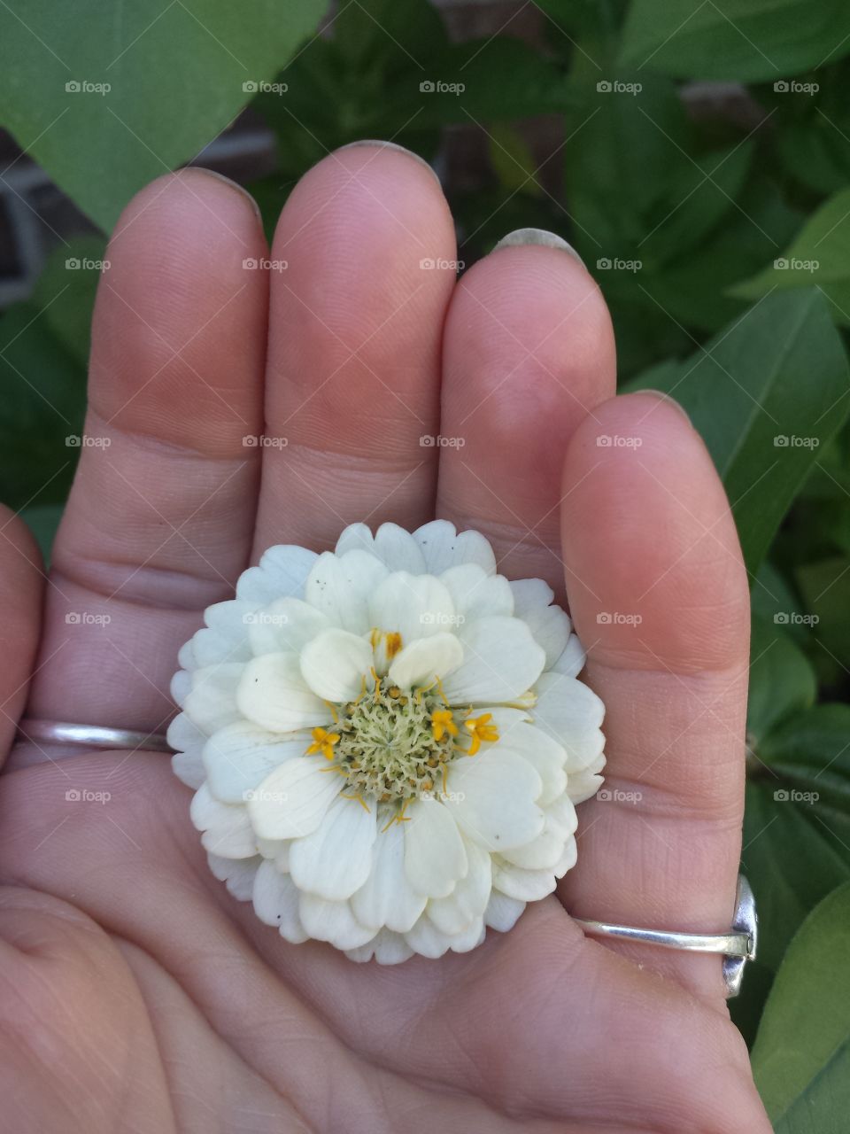 handful of color (white)
