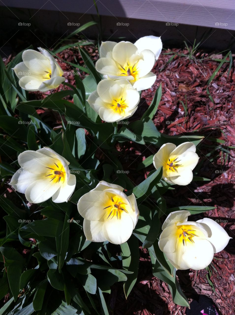 Spring has sprung. Spring tulips
