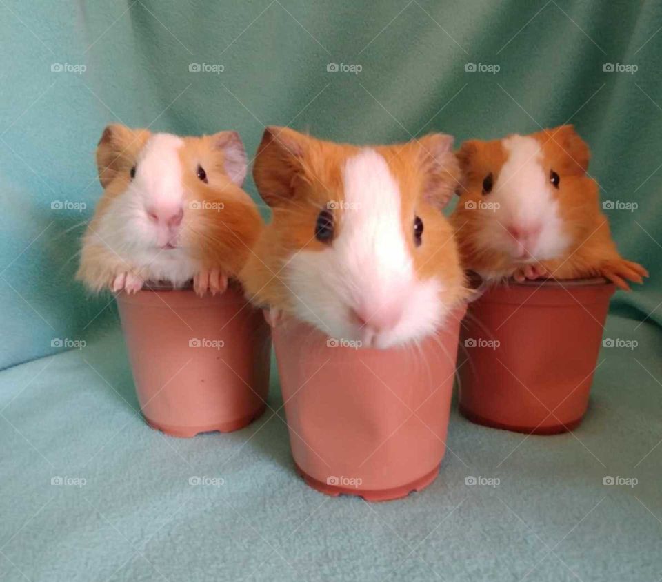 The three GUINEAteers