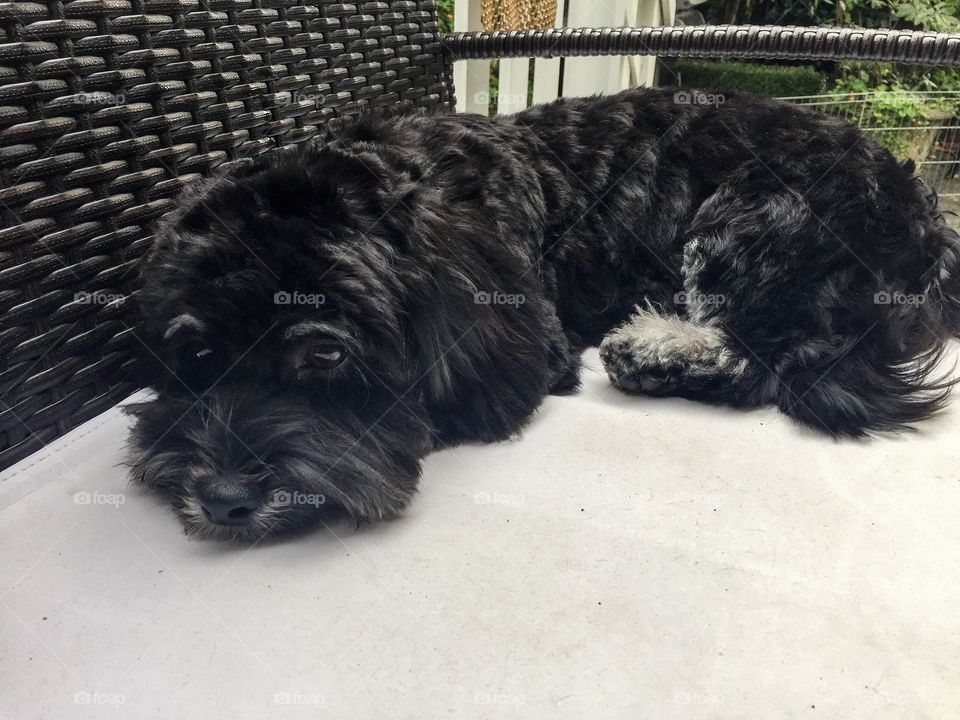 Havanese puppy sulking after being groomed a few hours earlier