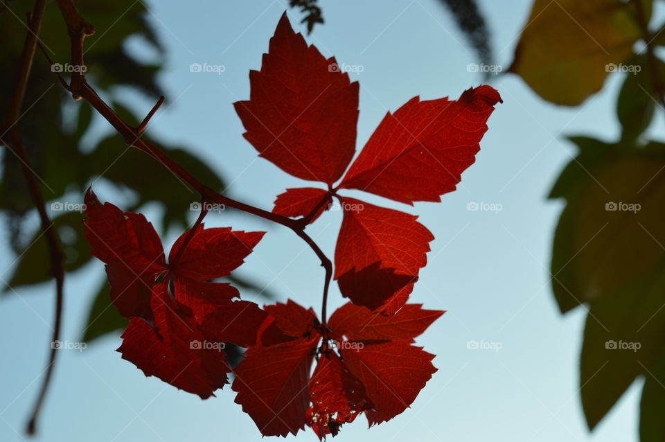 Close-up of autumn leafs