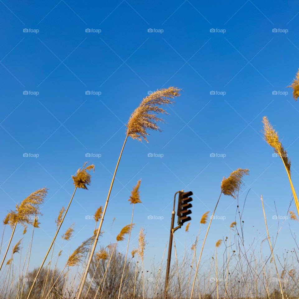 Dry plants around the train tracks