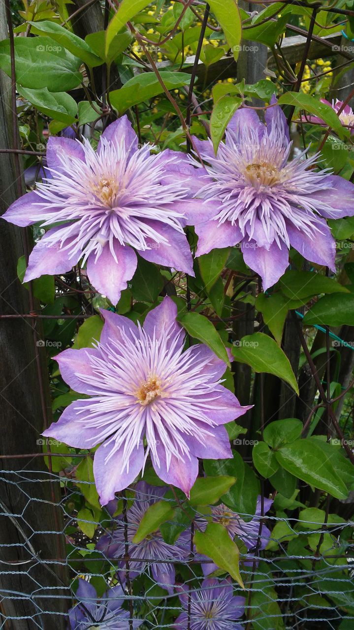 spring. flowers. beauty