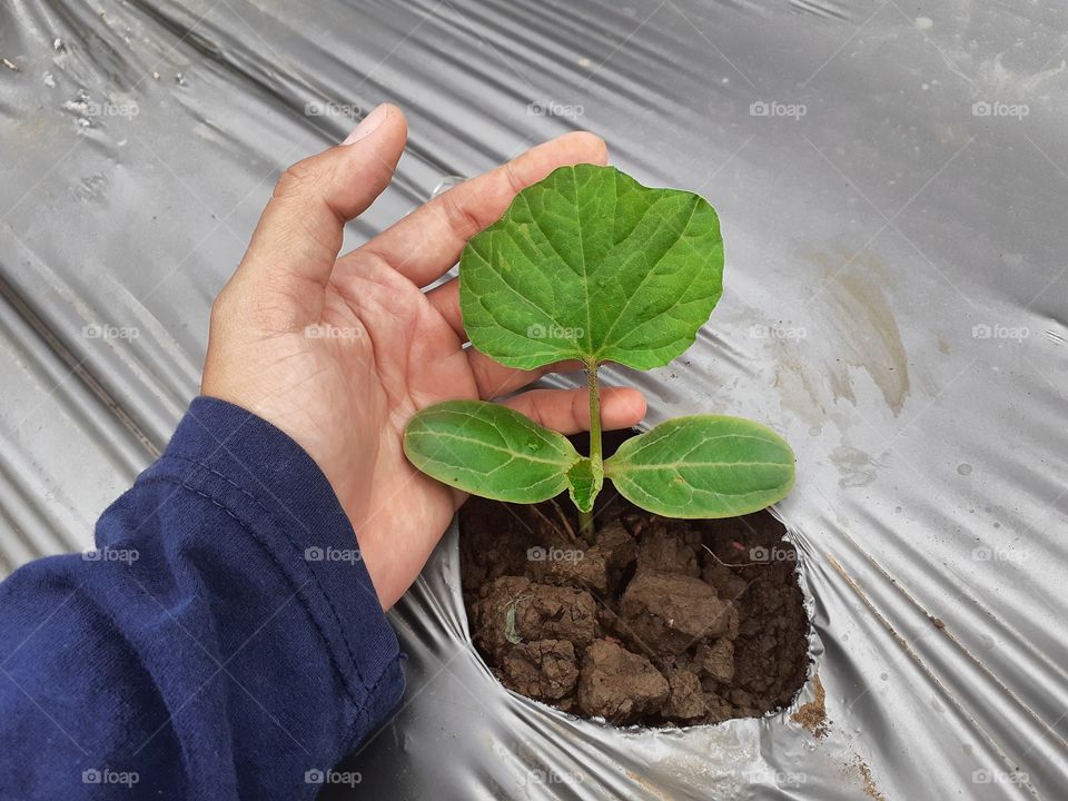 Hand holding a pumpkin seedling.