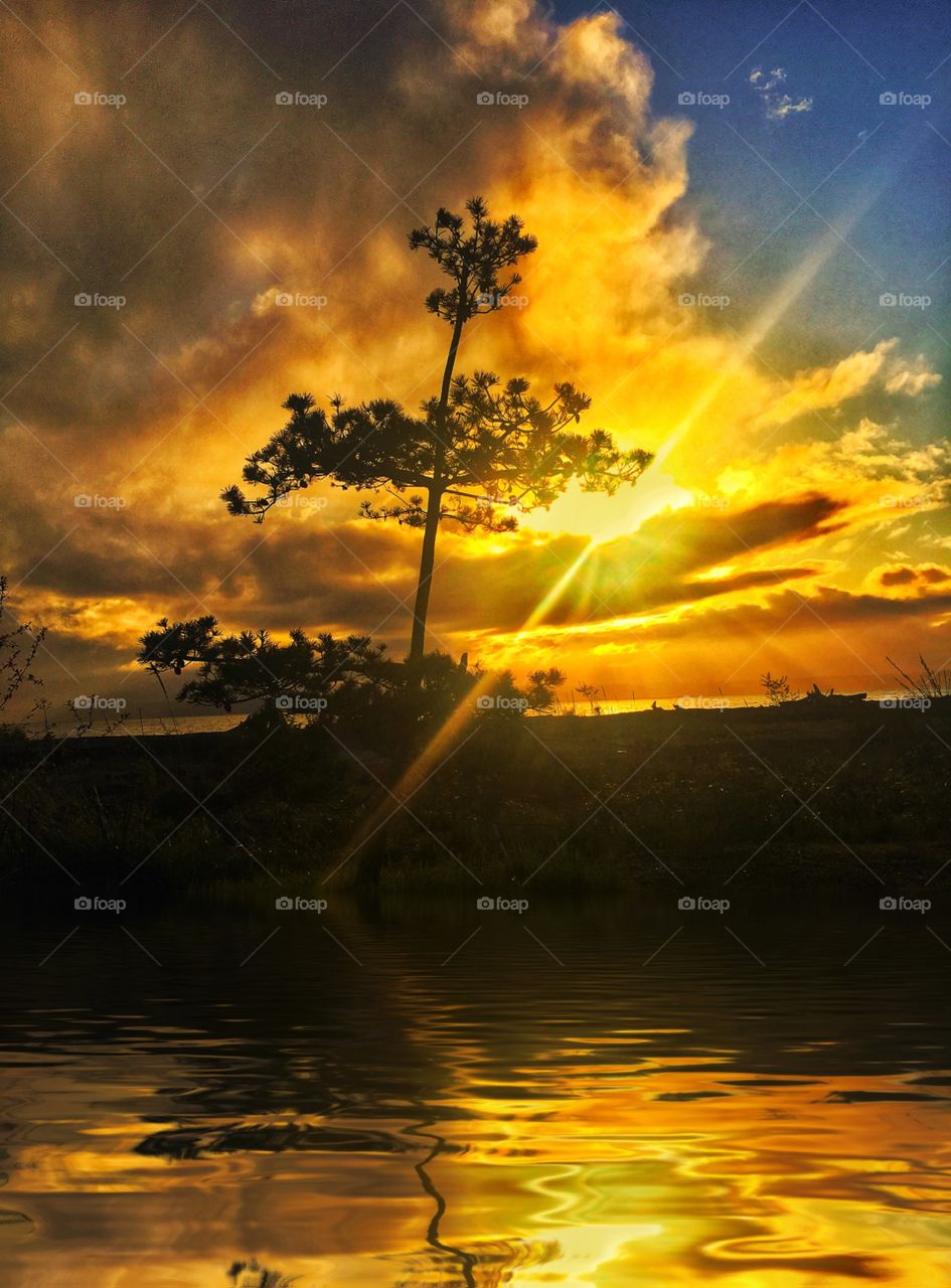 Sunrise Tree Silhouette 