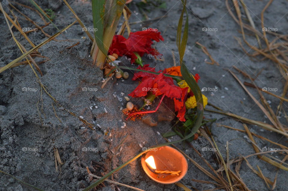 No Person, Flower, Nature, Leaf, Outdoors