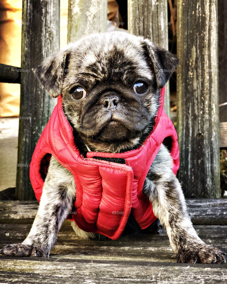 Pug puppy in red coat