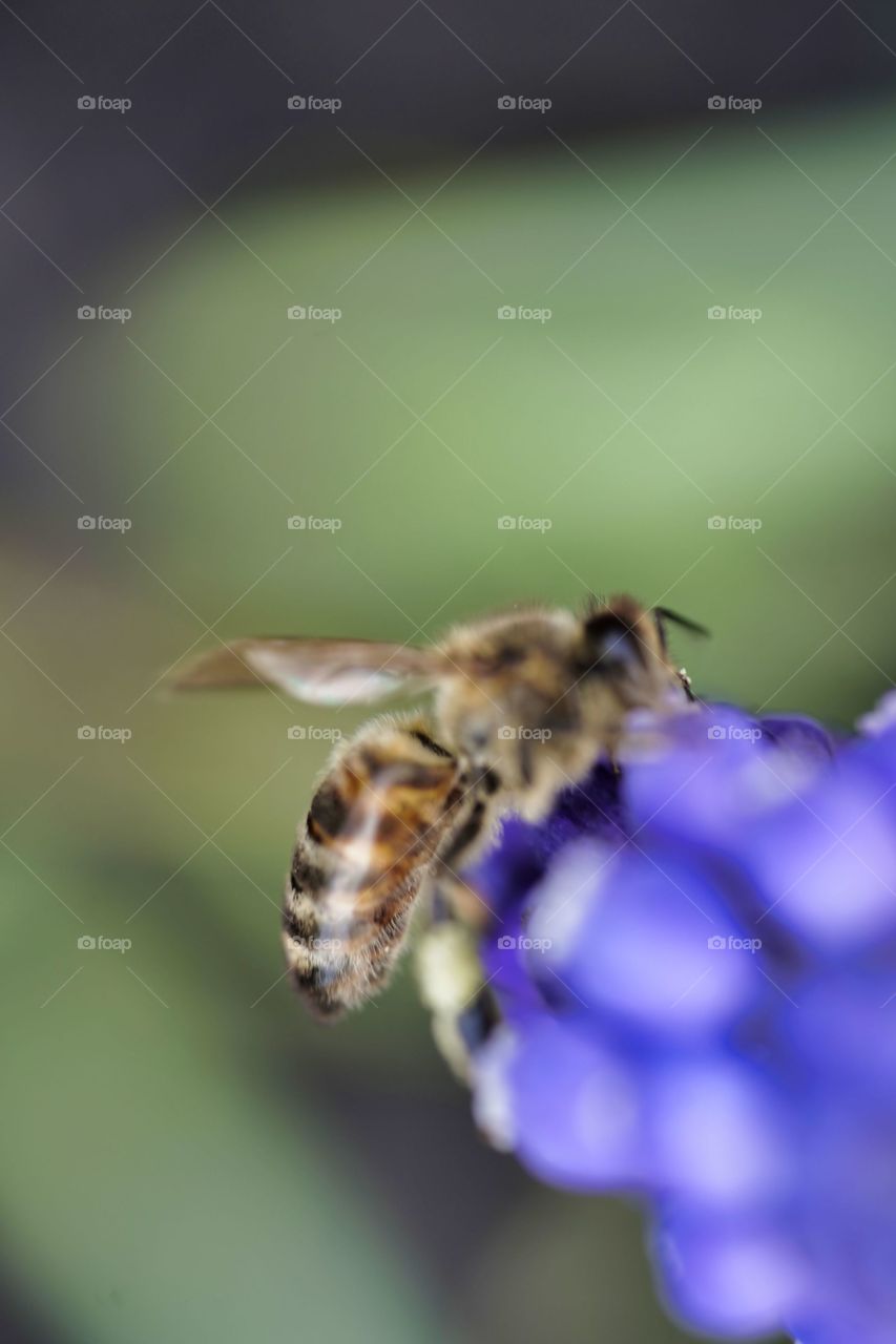 bee