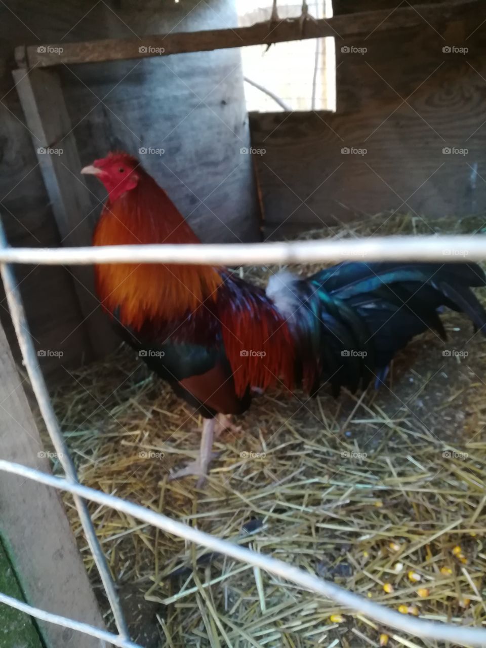 red. rooster