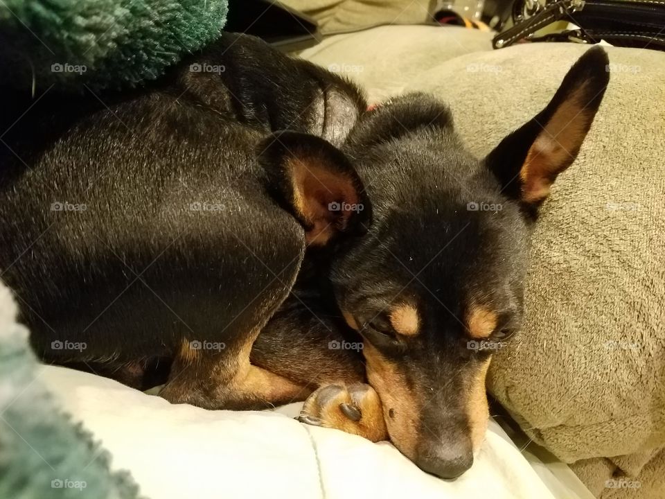 Miniature Pinscher cuddling on the couch