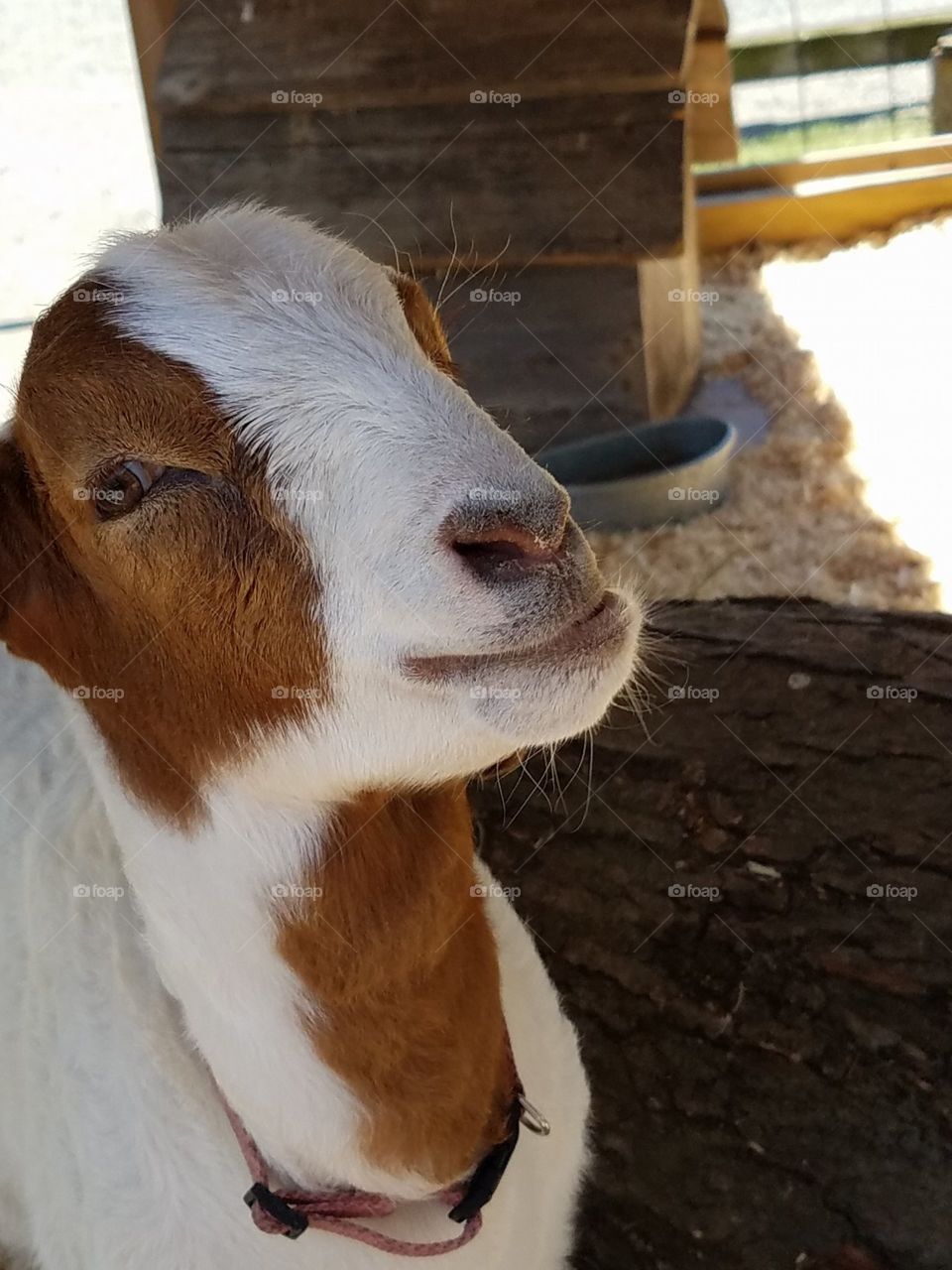 Smiley goat