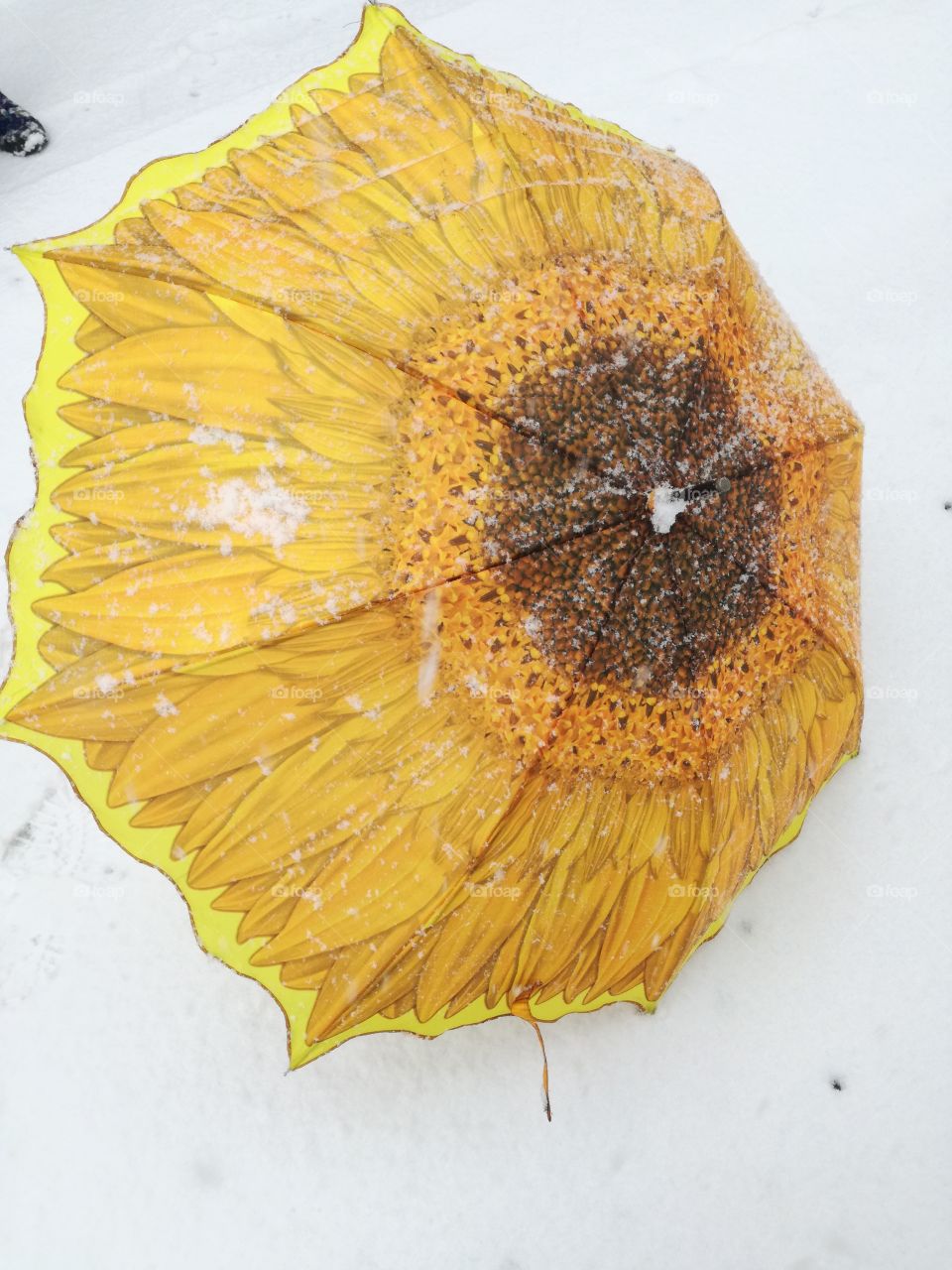 A sunflower on the snow