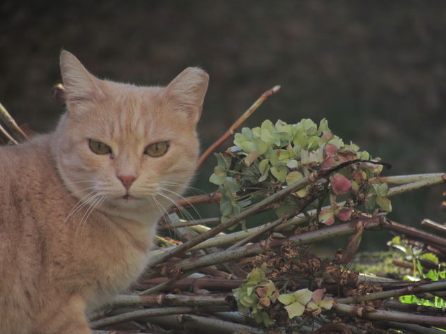 cat