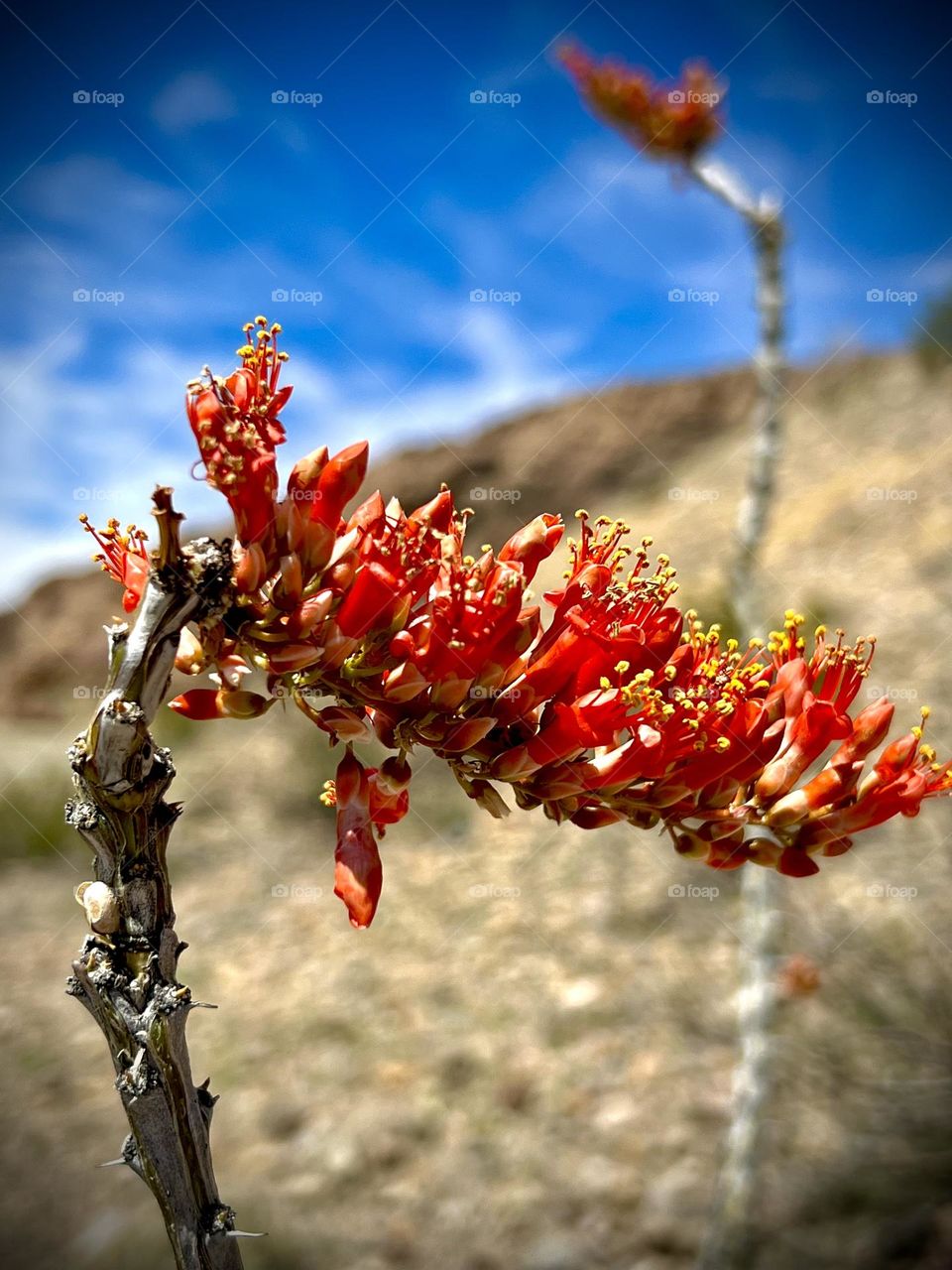 Autumn colors. Red. Closeup of an ocotillo plant in Terlingua TX. Red and gold flowers