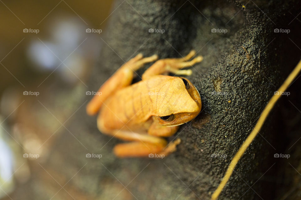 Yellow frog.