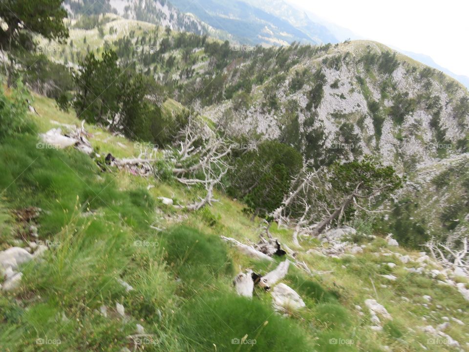 Mountain Orjen Montenegro green slopes and elevations with tree trunks