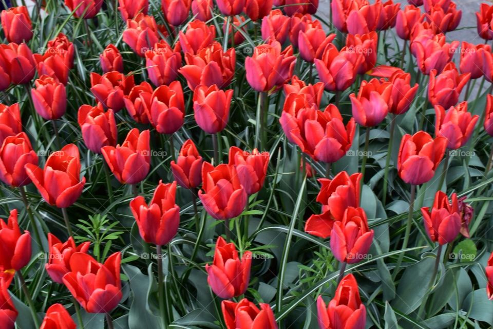 Beautiful red flowers 