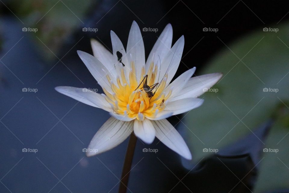 Macro view of a white blooming waterlily with an insect on it