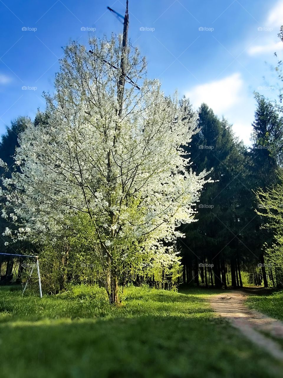 blooming season...white in between green looks good yeah..