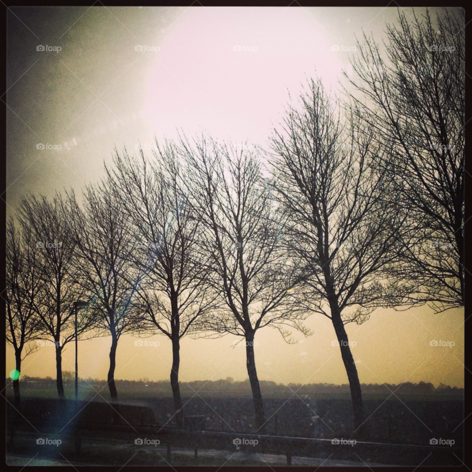 sun trees highway noord-holland by Nietje70