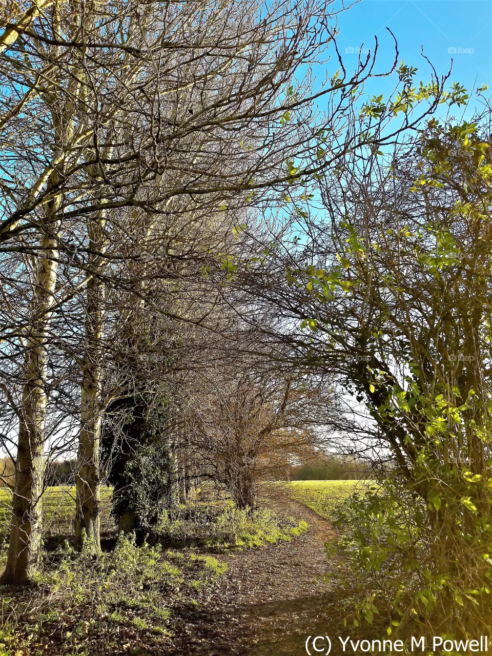 Trees