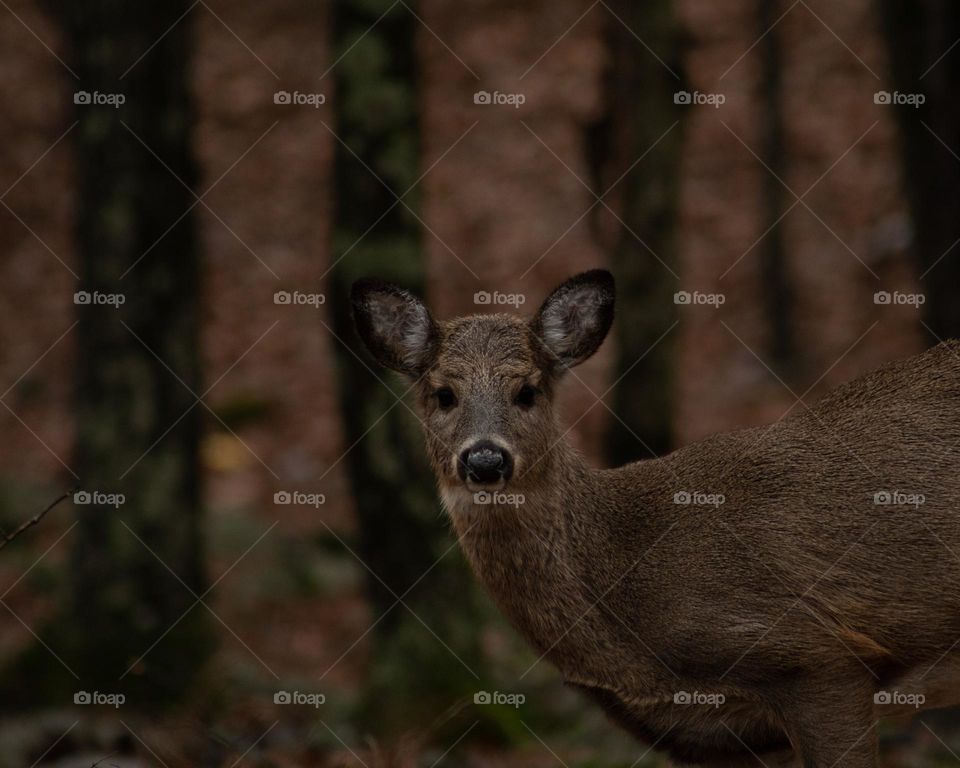 Curious White Tail Doe