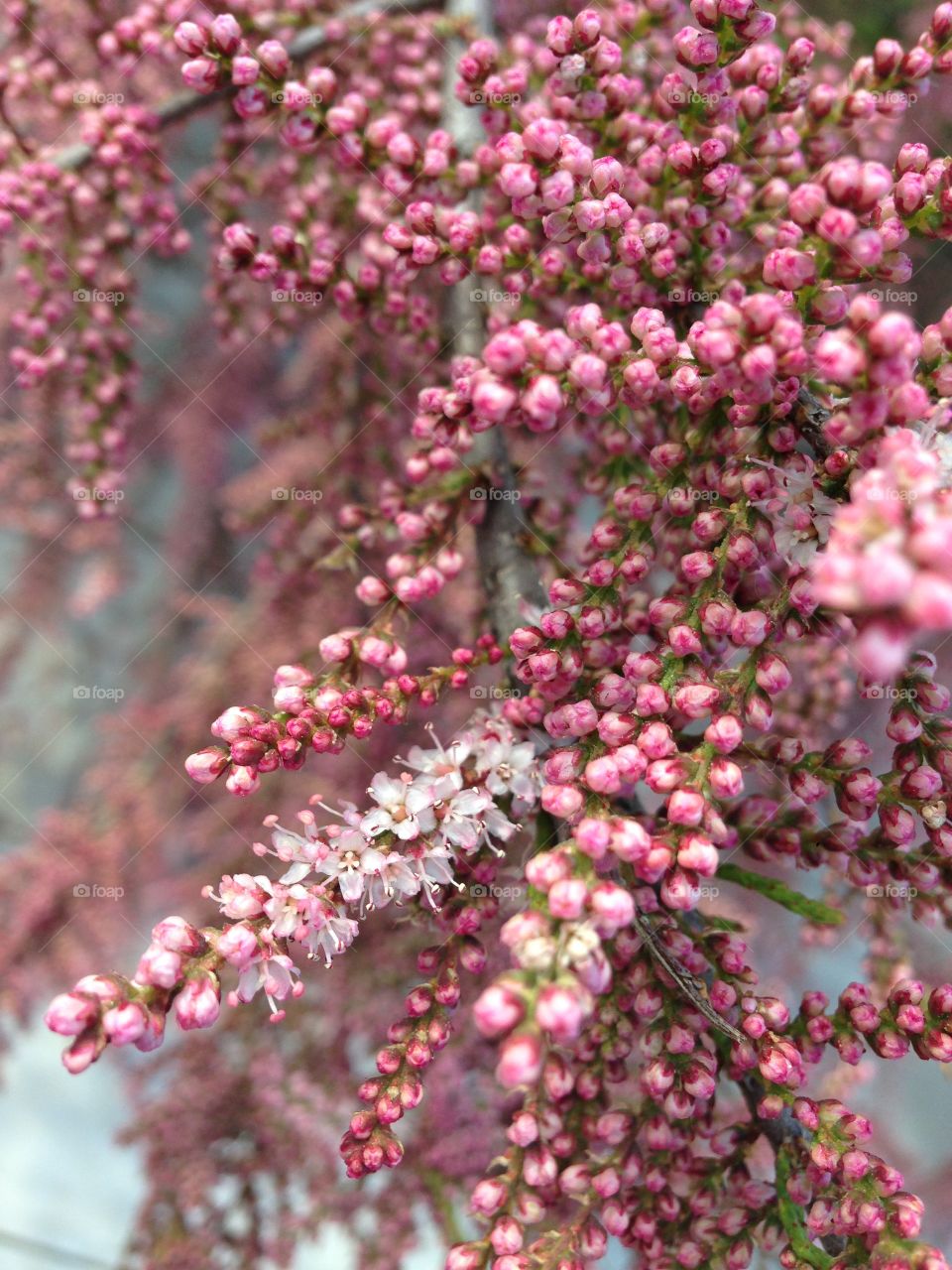First spring flowers 