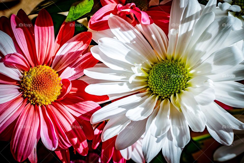 Closeup of two color varieties of daisy in bouquet