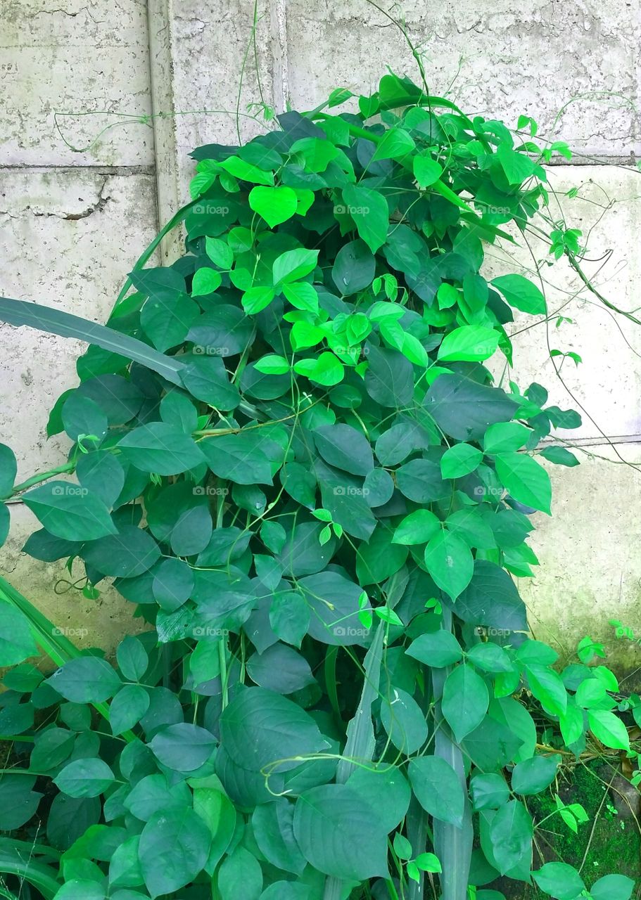 Bush in concrete fence. Get growing and green.