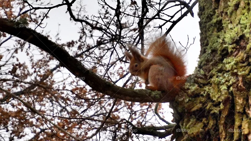 squirrel