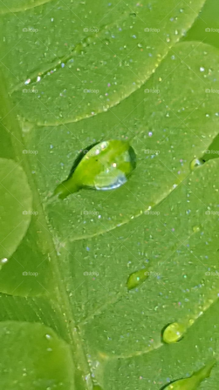 water droplet on fern leaf